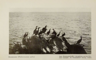 1926 - Kormorane / Heringsmöwe, Lachmöwe - alter Druck